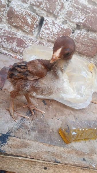 asel chick age 1 month 1