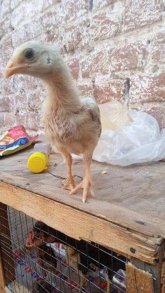 asel chick age 1 month 2