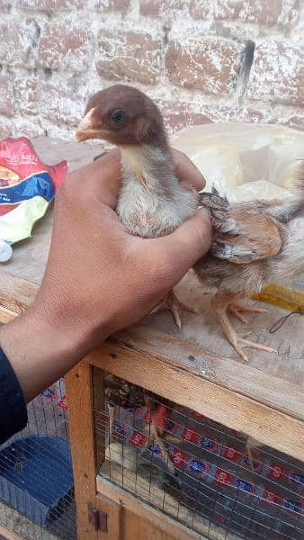 asel chick age 1 month 3