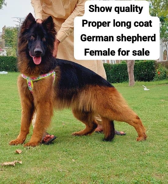 German Shepherd long coat 9