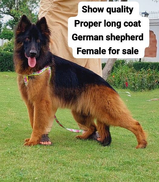 German Shepherd long coat 10
