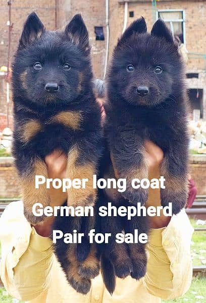 German Shepherd long coat 12