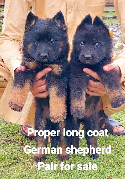 German Shepherd long coat 13