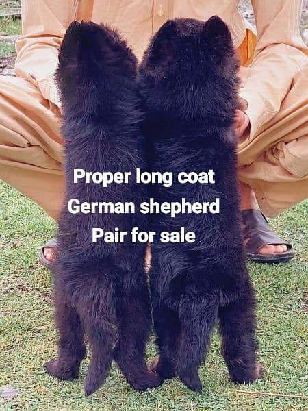 German Shepherd long coat 14