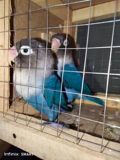 blue personata breeder pair