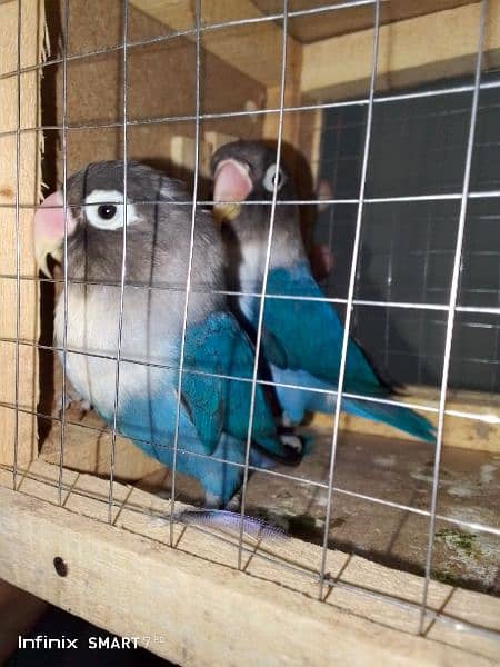 blue personata breeder pair 1