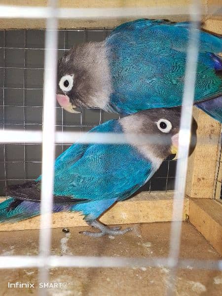 blue personata breeder pair 3