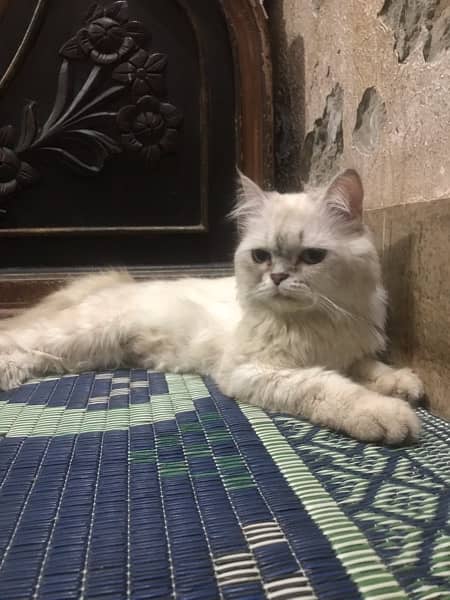 Persian female cat for sale 0