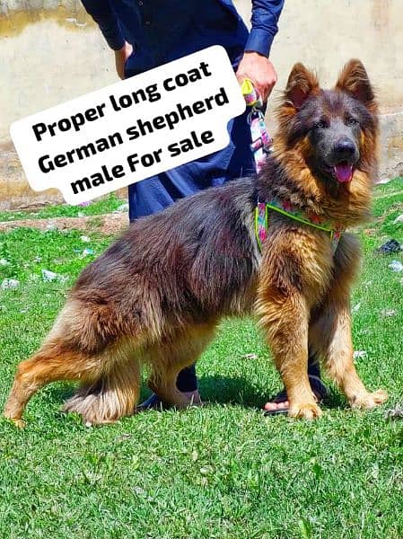 German Shepherd long coat puppies 11