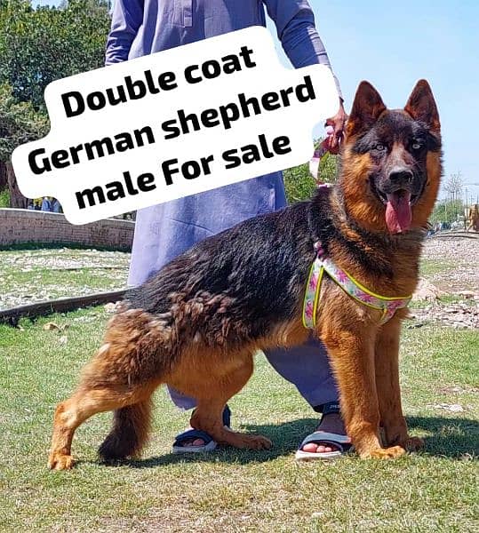 German Shepherd long coat puppies 12