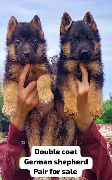 German Shepherd long coat puppies 14
