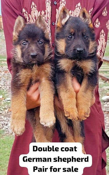 German Shepherd long coat puppies 15