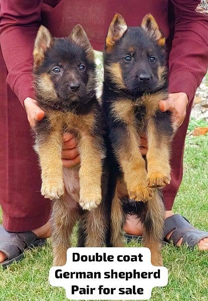 German Shepherd long coat puppies 16