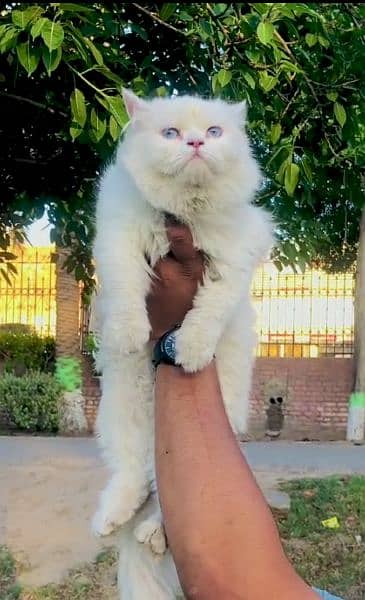 Persian punch face triple coated cat's and kitten 2