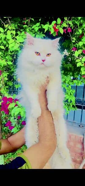 Persian punch face triple coated cat's and kitten 4