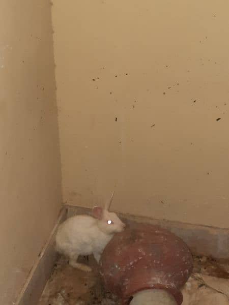 albino red eyes rabbits 8