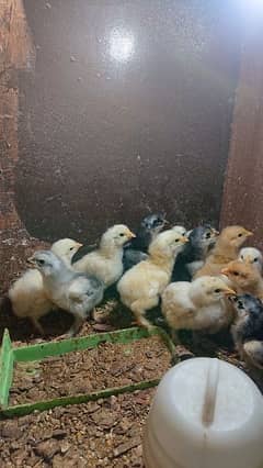 golden buff, black buff and columbian brahma chicks available 0