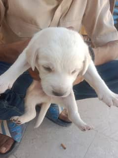 labrador female with puppy's for sale 0
