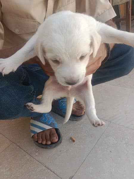 labrador female with puppy's for sale 1