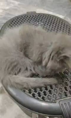 beautiful kitten for sale in low price contact me on whtsapp