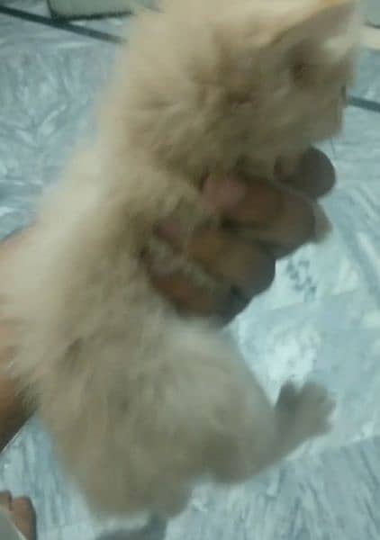 beautiful kitten for sale in low price contact me on whtsapp 1