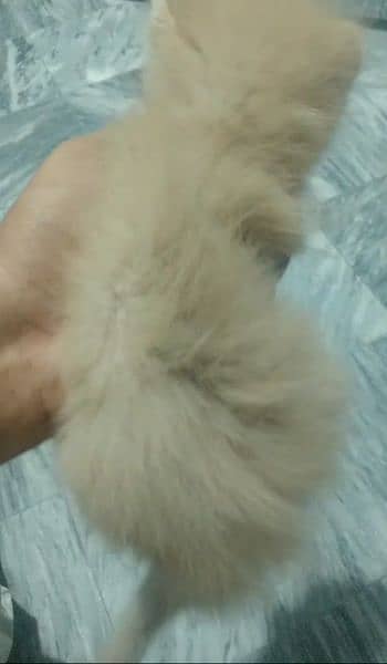 beautiful kitten for sale in low price contact me on whtsapp 2