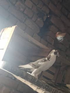 Gubara Kabutar jodi pigeon