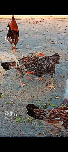 pure home breed pure desi and karoork hens