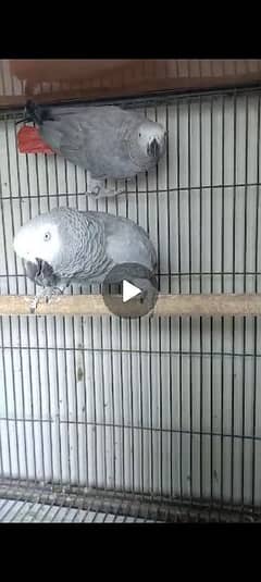 grey parrot pair 0