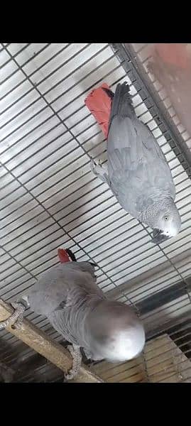 grey parrot pair 2