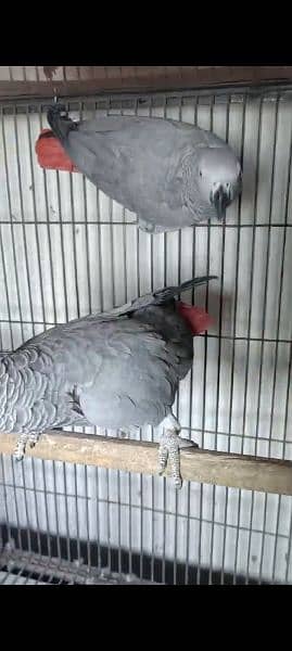 grey parrot pair 3