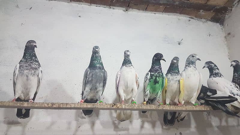 Sialkoti goldan taddi pigeons for sale. 2