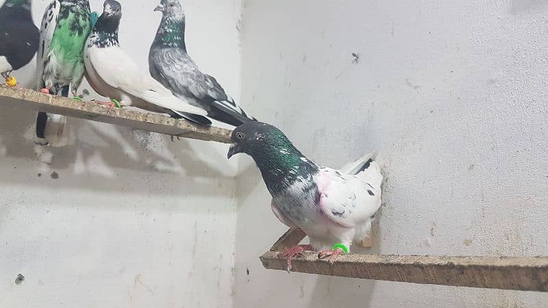 Sialkoti goldan taddi pigeons for sale. 11