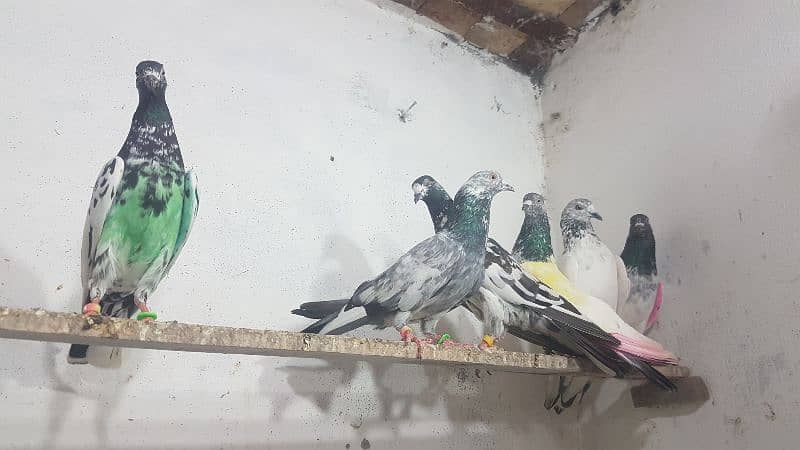 Sialkoti goldan taddi pigeons for sale. 13