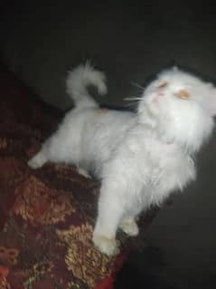 Male Cat Persian Full White