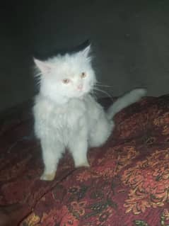 Punch Face Triple Cott Male Cat Persian Full White