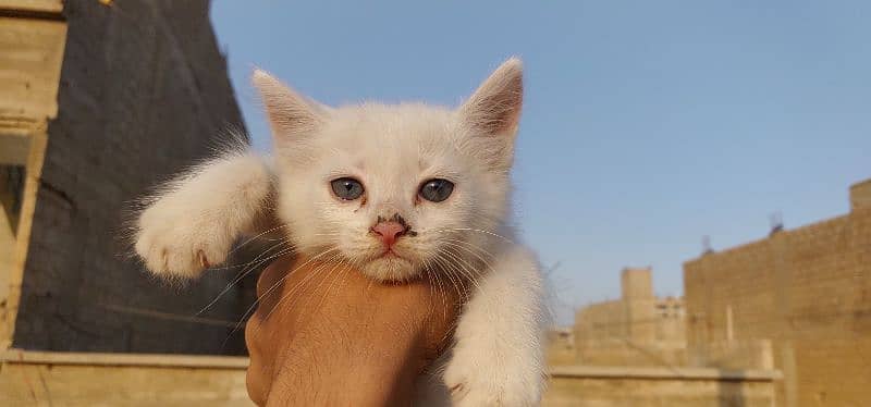 2 pair of cat persian white colours and light blue colour of eyes 9