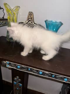 3 months Persian kitten for sale