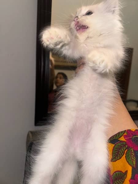 3 months Persian kitten for sale 1