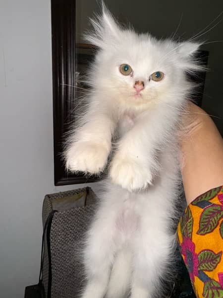 3 months Persian kitten for sale 2
