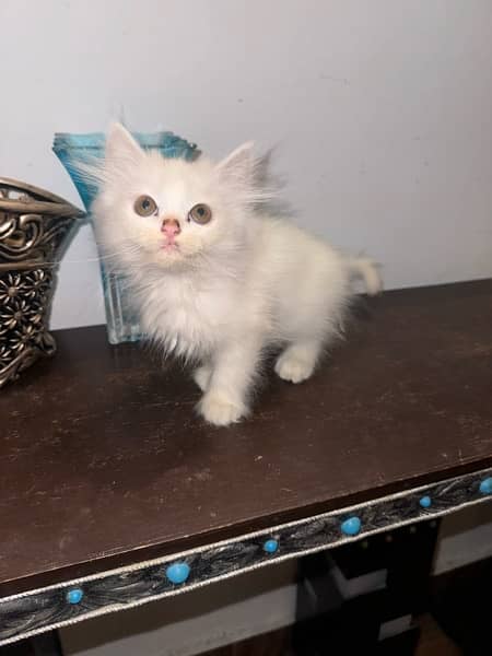 3 months Persian kitten for sale 3