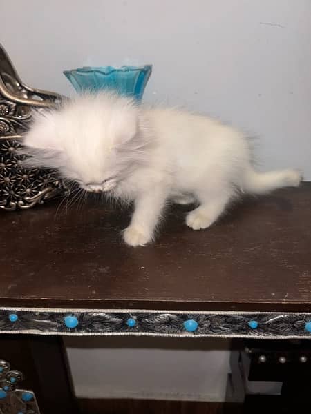3 months Persian kitten for sale 4