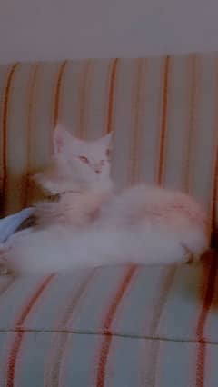 Persian male cay for sale