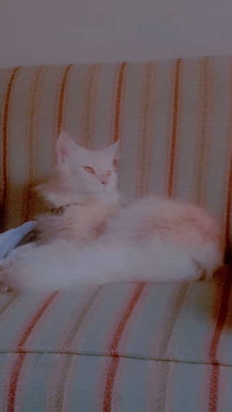 Persian male cay for sale 0