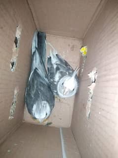 cocktail birds for sale only serious buyers can contact  urgent sale