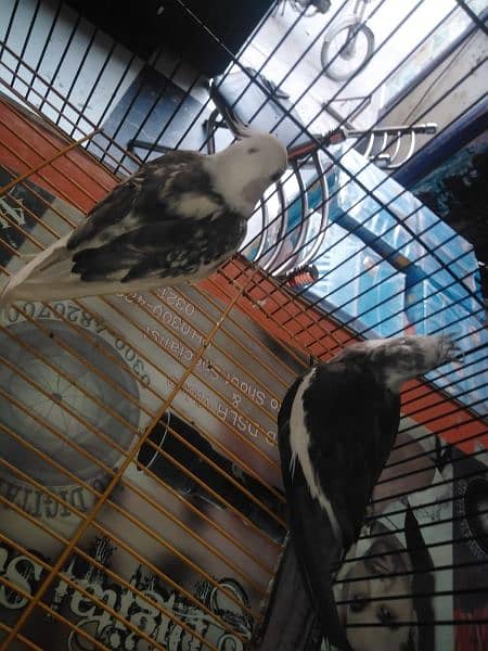 cocktail birds for sale only serious buyers can contact  urgent sale 1