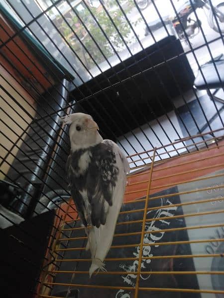 cocktail birds for sale only serious buyers can contact  urgent sale 2