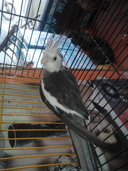cocktail birds for sale only serious buyers can contact  urgent sale 3