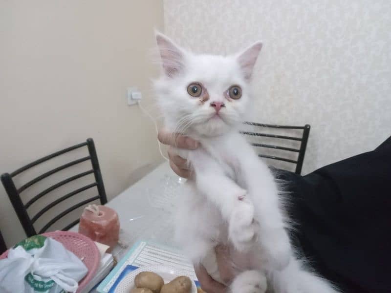 urgent sale pure white Persion kittens mail & female available. 0