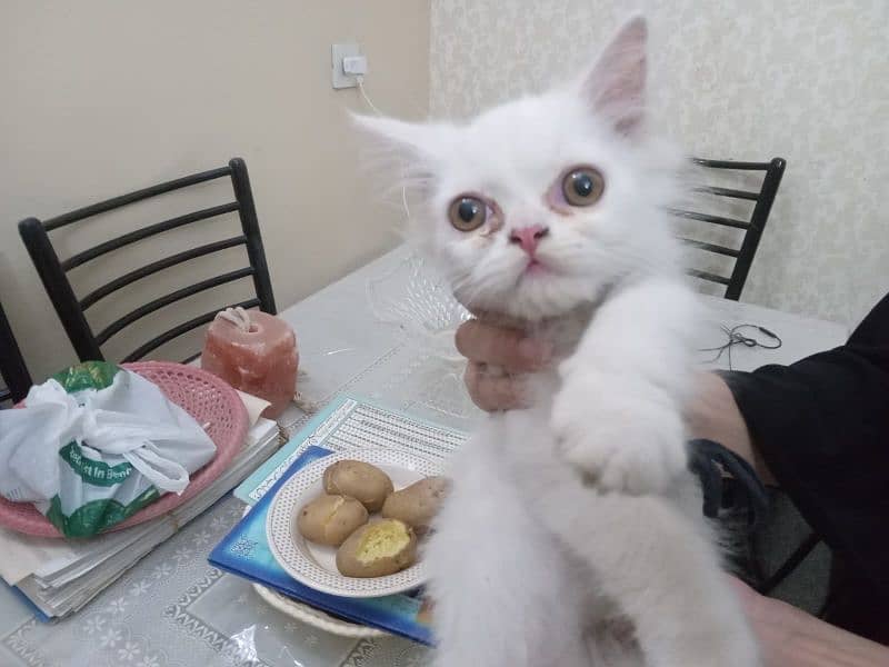urgent sale pure white Persion kittens mail & female available. 1